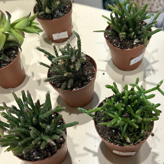 2" Cactus Rhipsalis Assortment