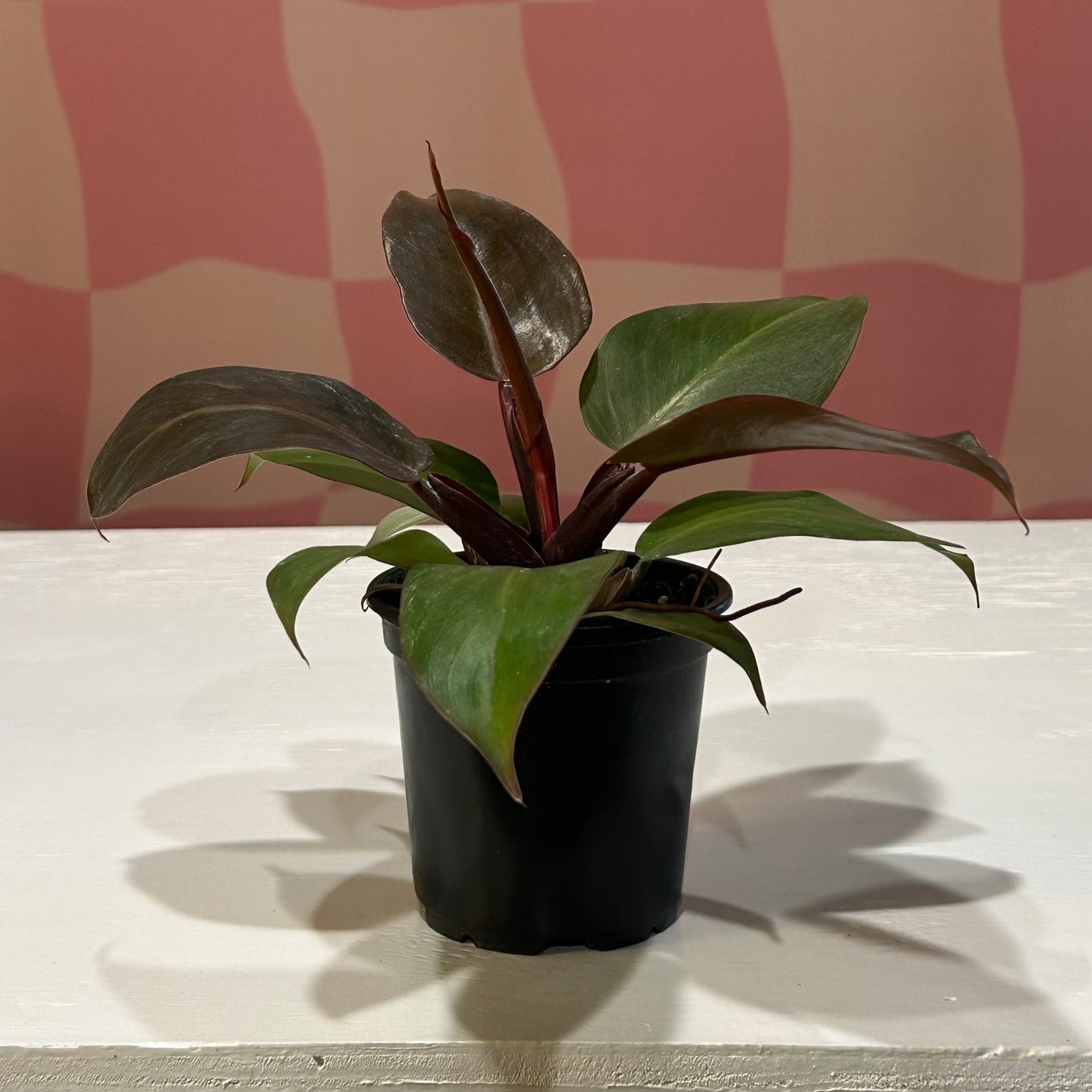 4” Philodendron Sun Red
