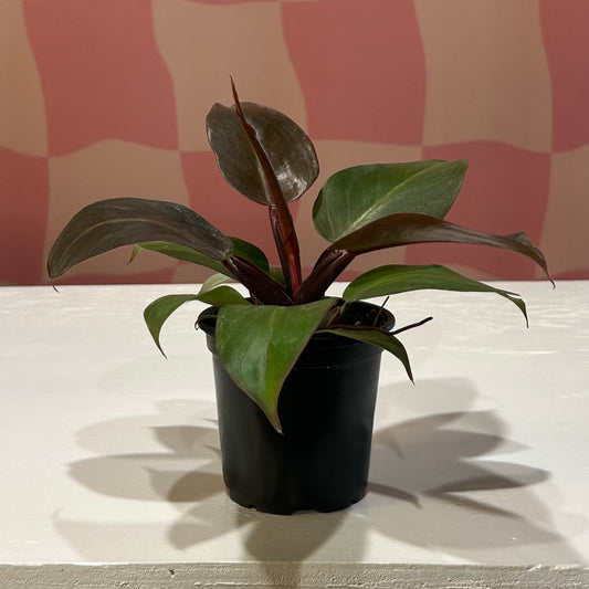 4” Philodendron Sun Red