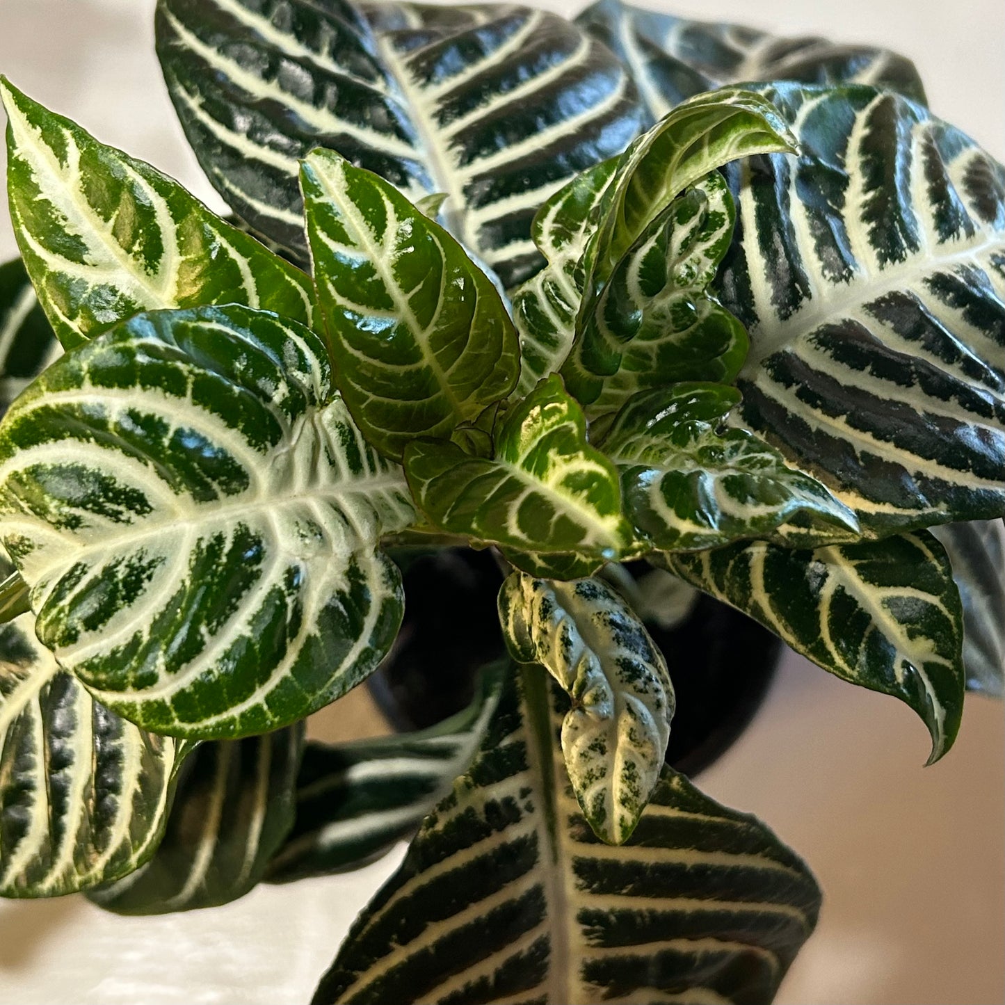 4” Zebra Plant