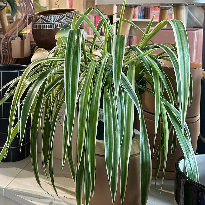 6” Spider Plant