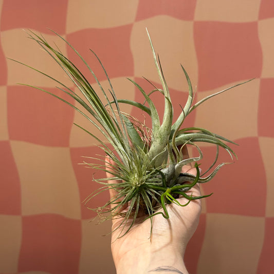 Air Plant Assortment