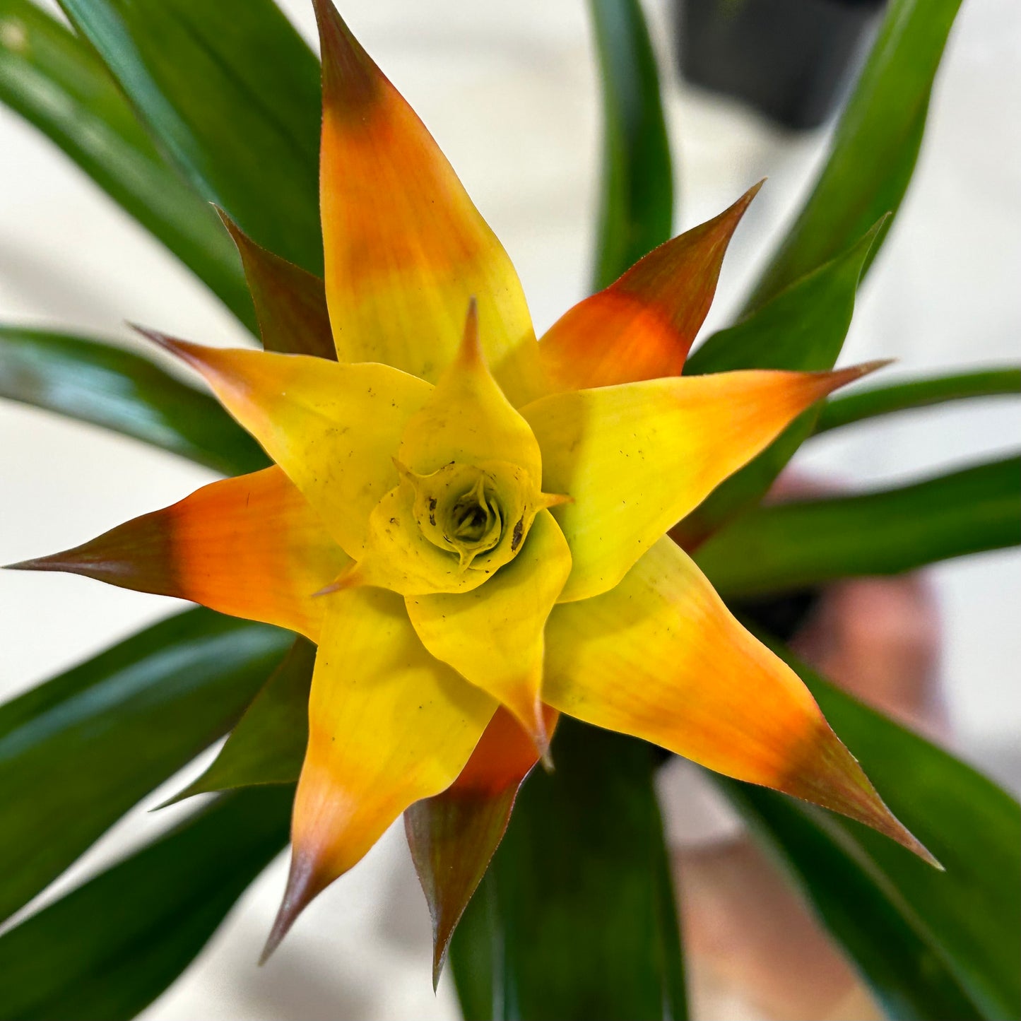 4" Bromeliad Guzmania