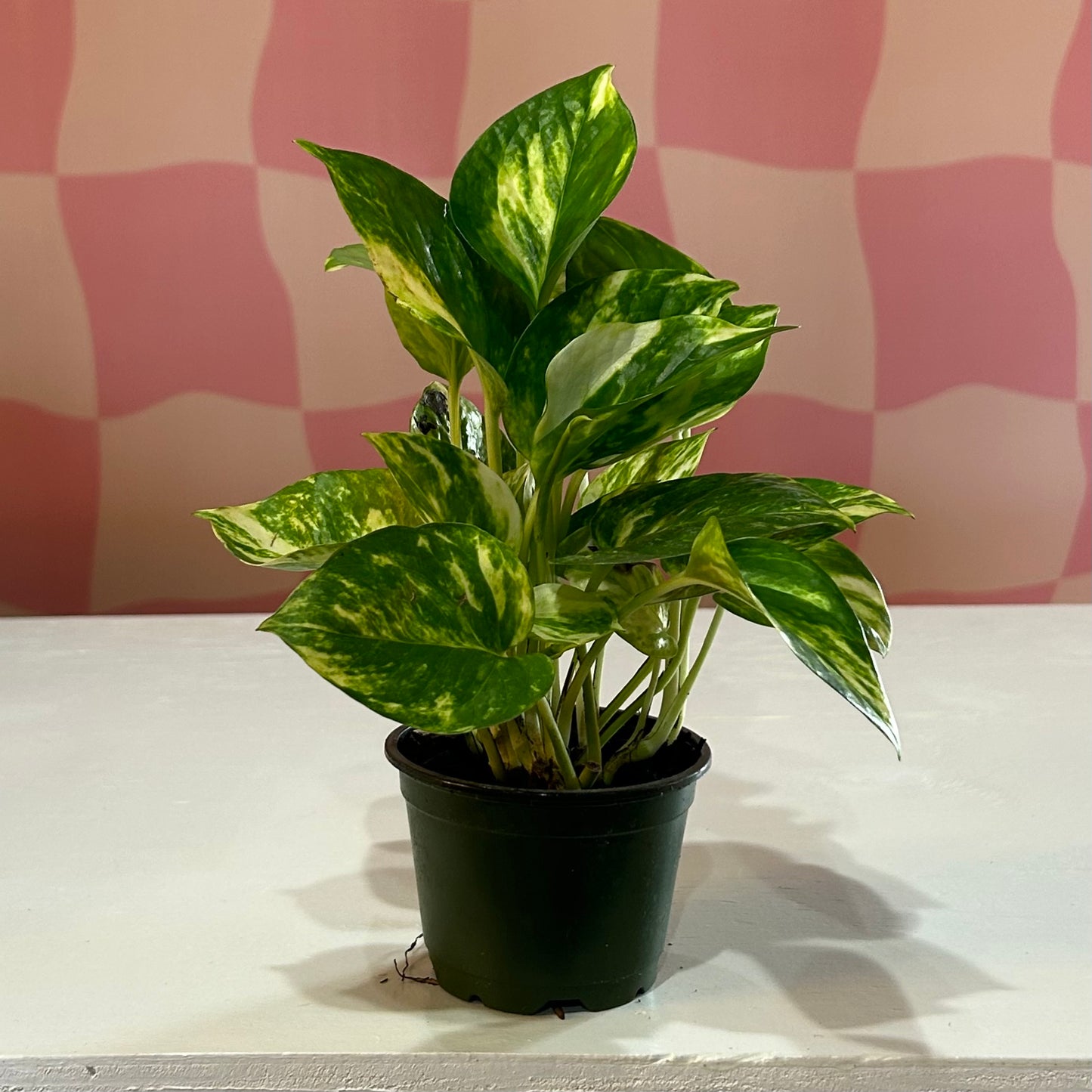 4” Golden Pothos