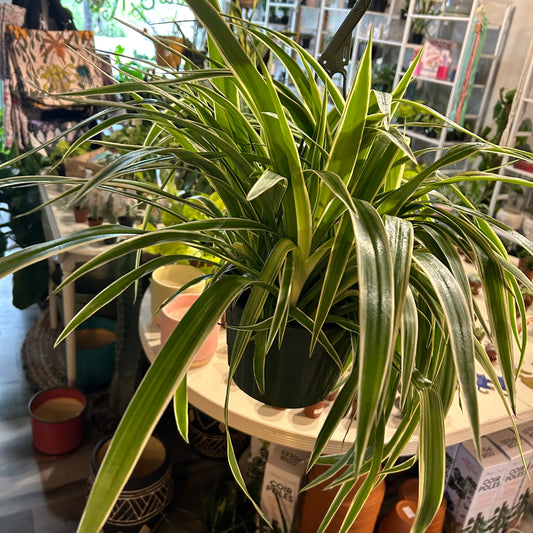 8” Spider Plant HB