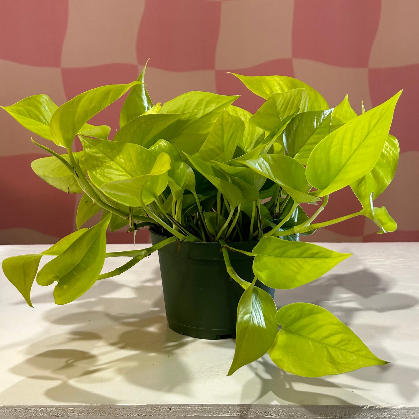 6" Neon Pothos