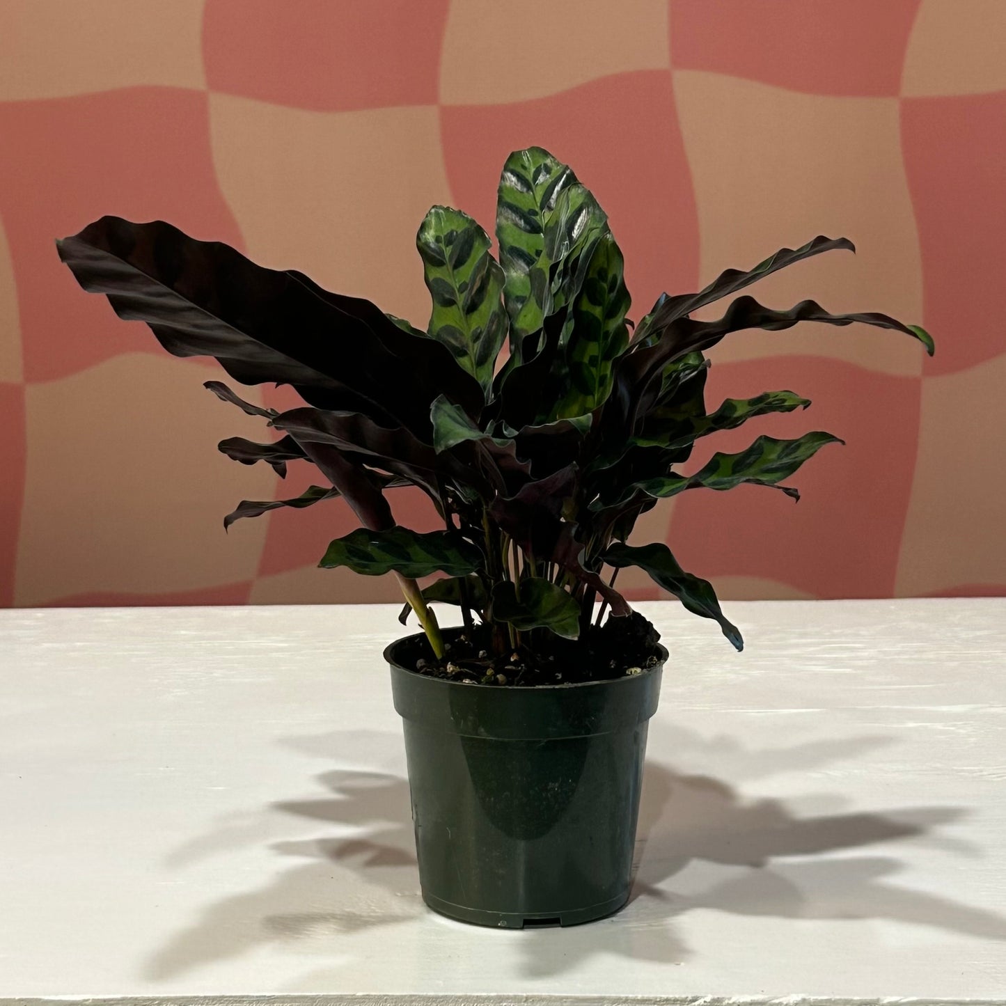 4” Calathea Lancifolia