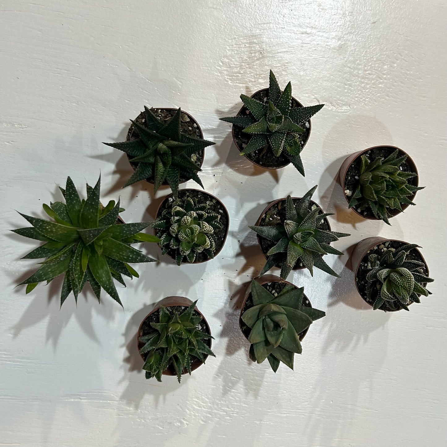 2” Succulent Haworthia Assortment