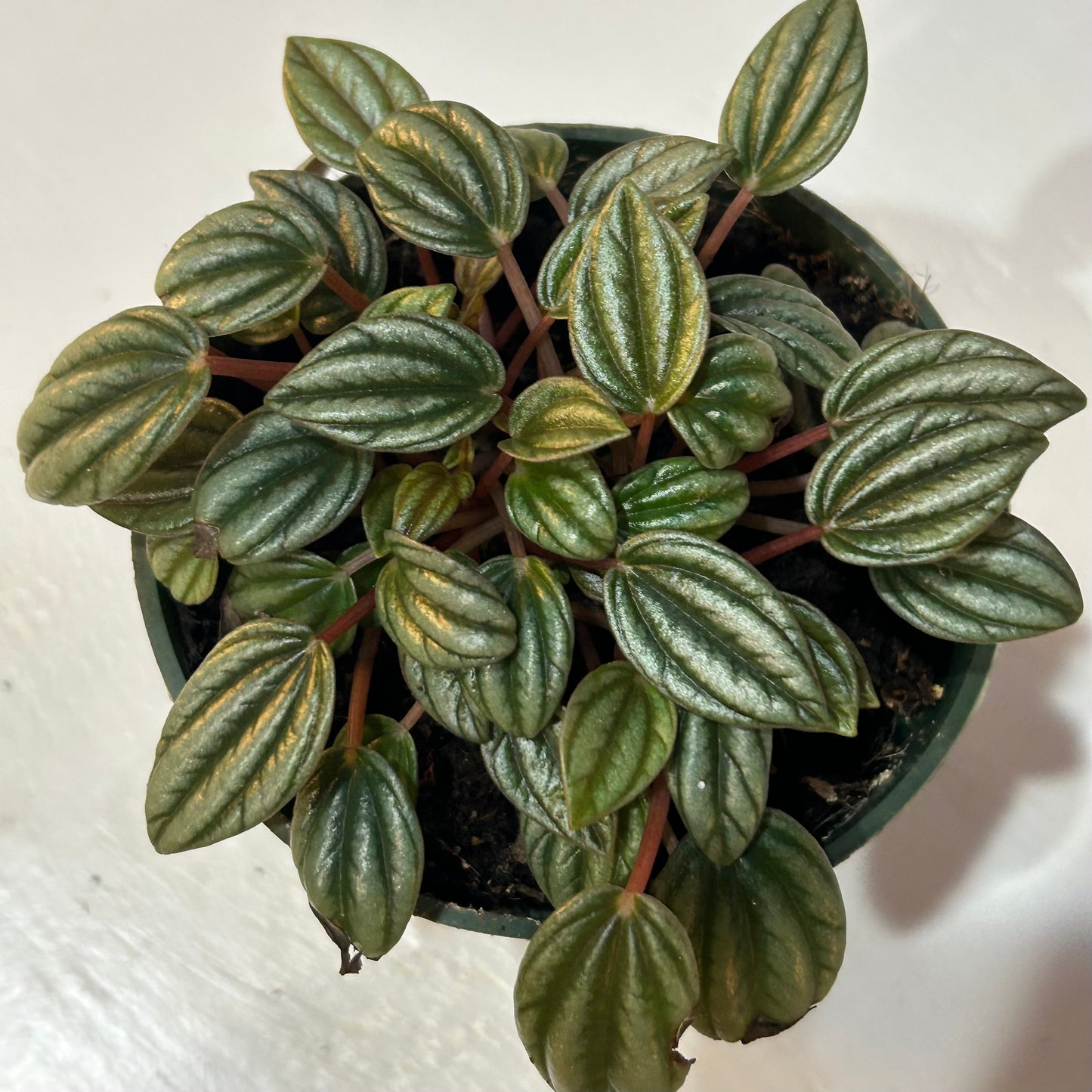 4” Peperomia San Marino