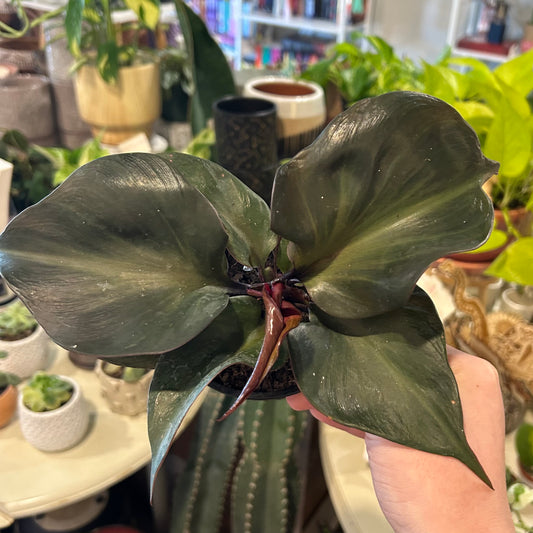 4" Philodendron Red Heart