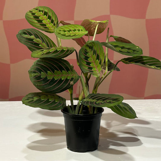 4” Maranta Red