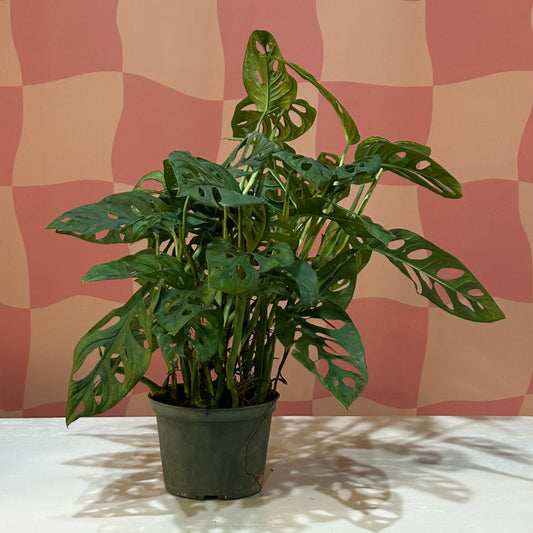 6” Swiss Cheese (Monstera Adansonii)