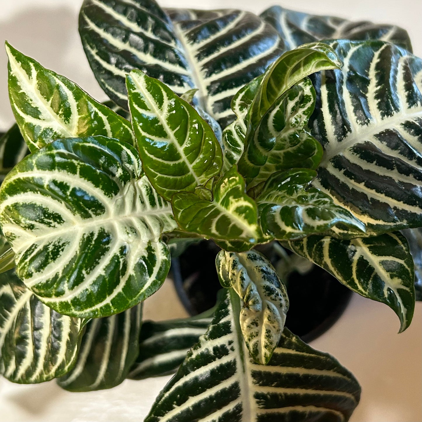 4” Zebra Plant