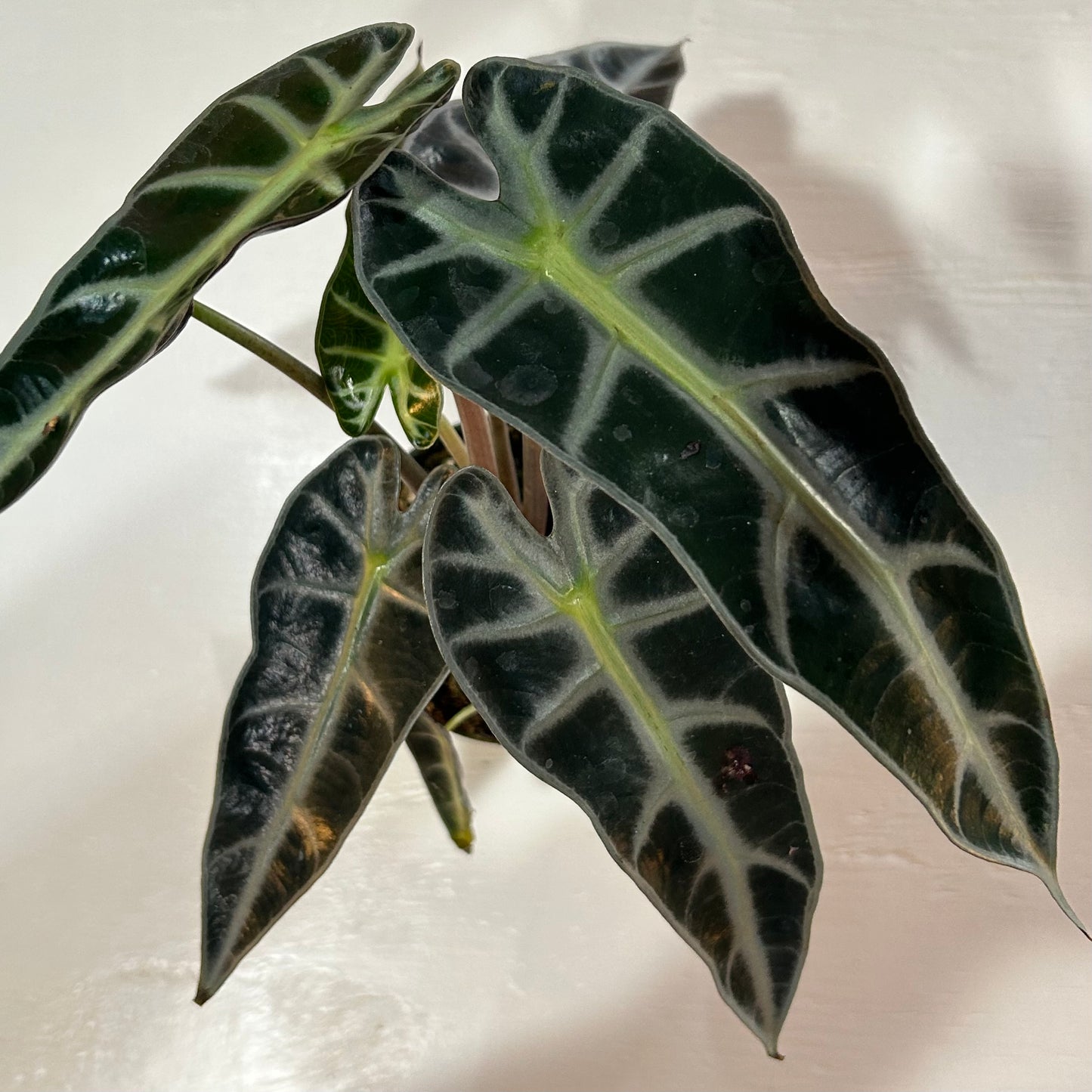 4” Alocasia Bambino