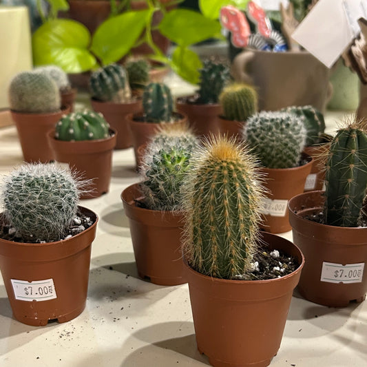 2" Cactus Assortment