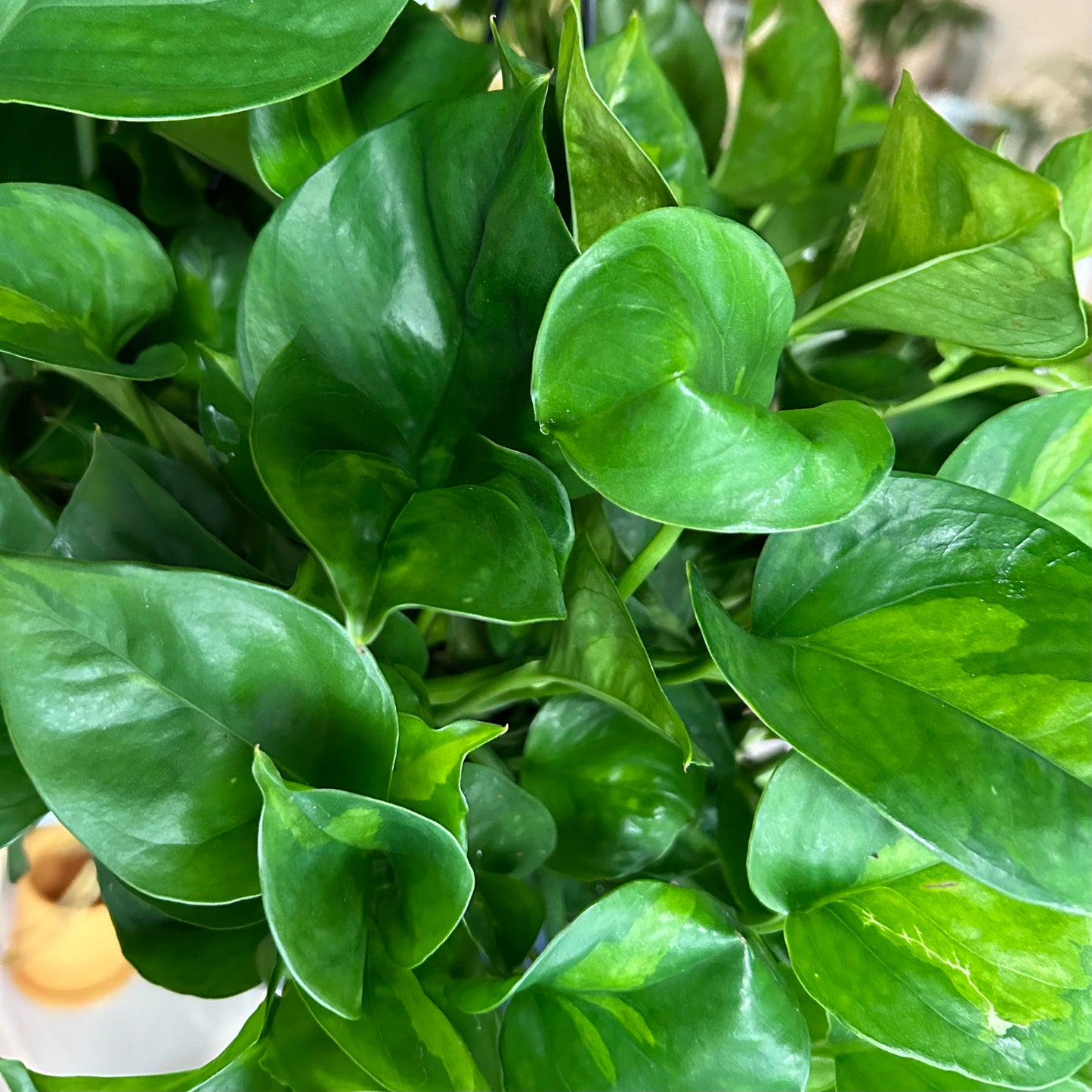 8” Global Green Pothos HB