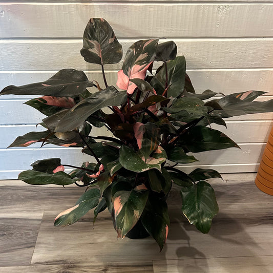 8" Philodendron Pink Princess