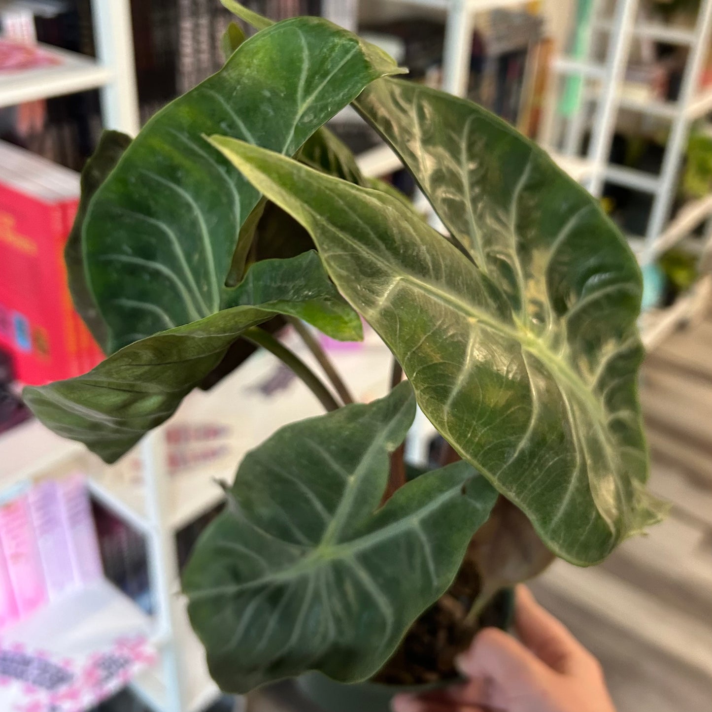 6" Alocasia Pink Princess