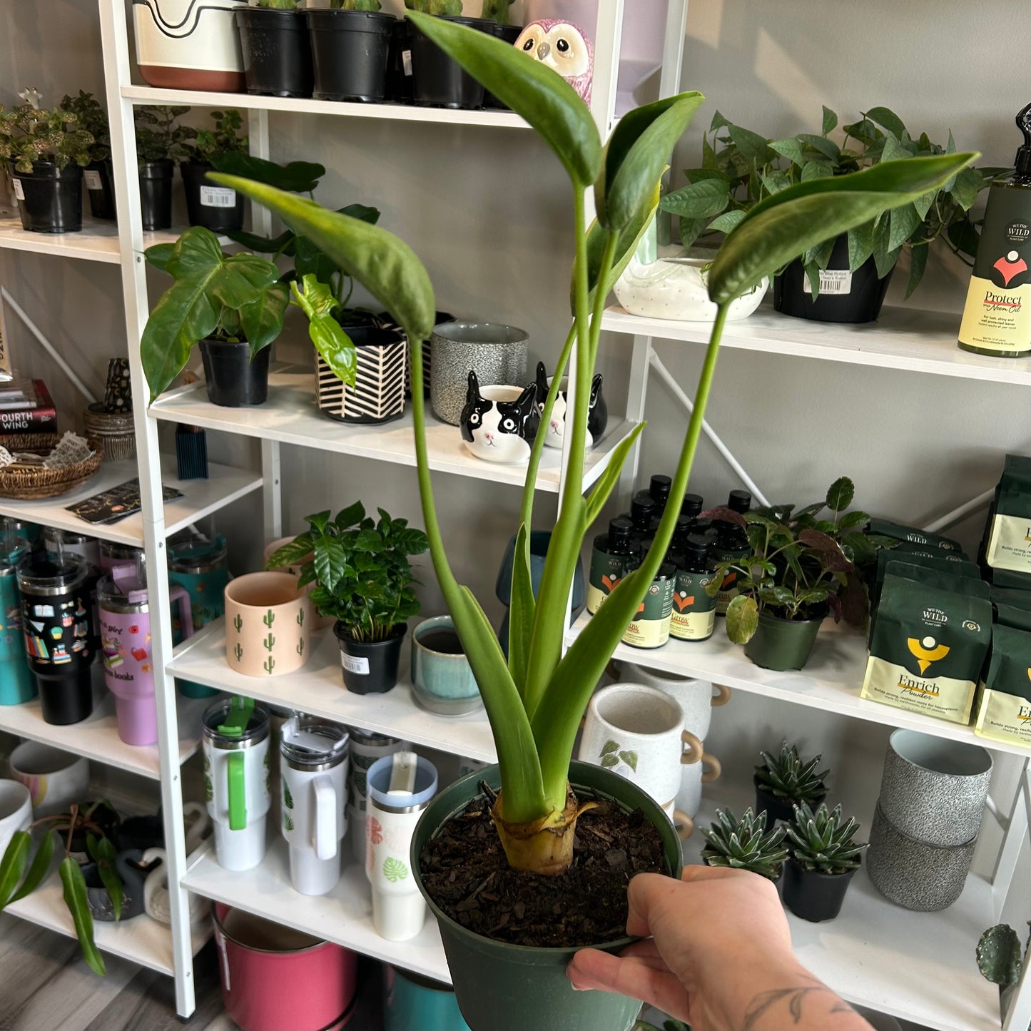 6" Alocasia Tiny Dancer