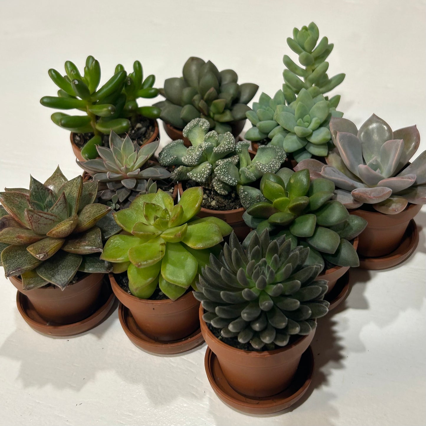 1” Succulent Assortment