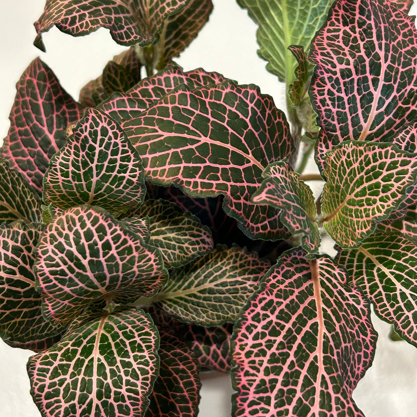 4” Fittonia Pink (Nerve Plant)