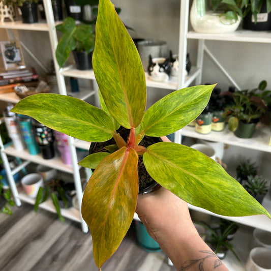 4" Philodendron Calkins