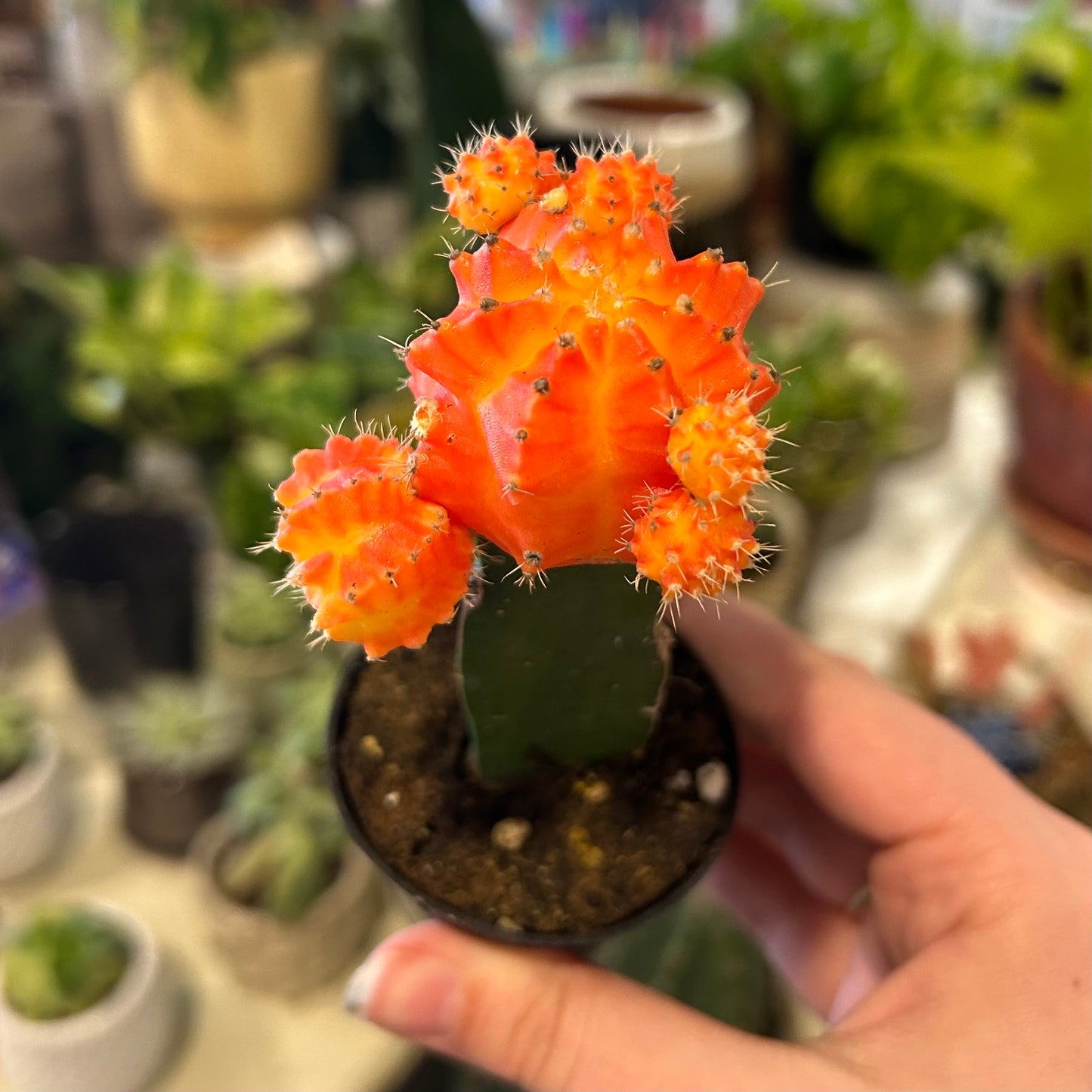 2" Cactus Grafted Color