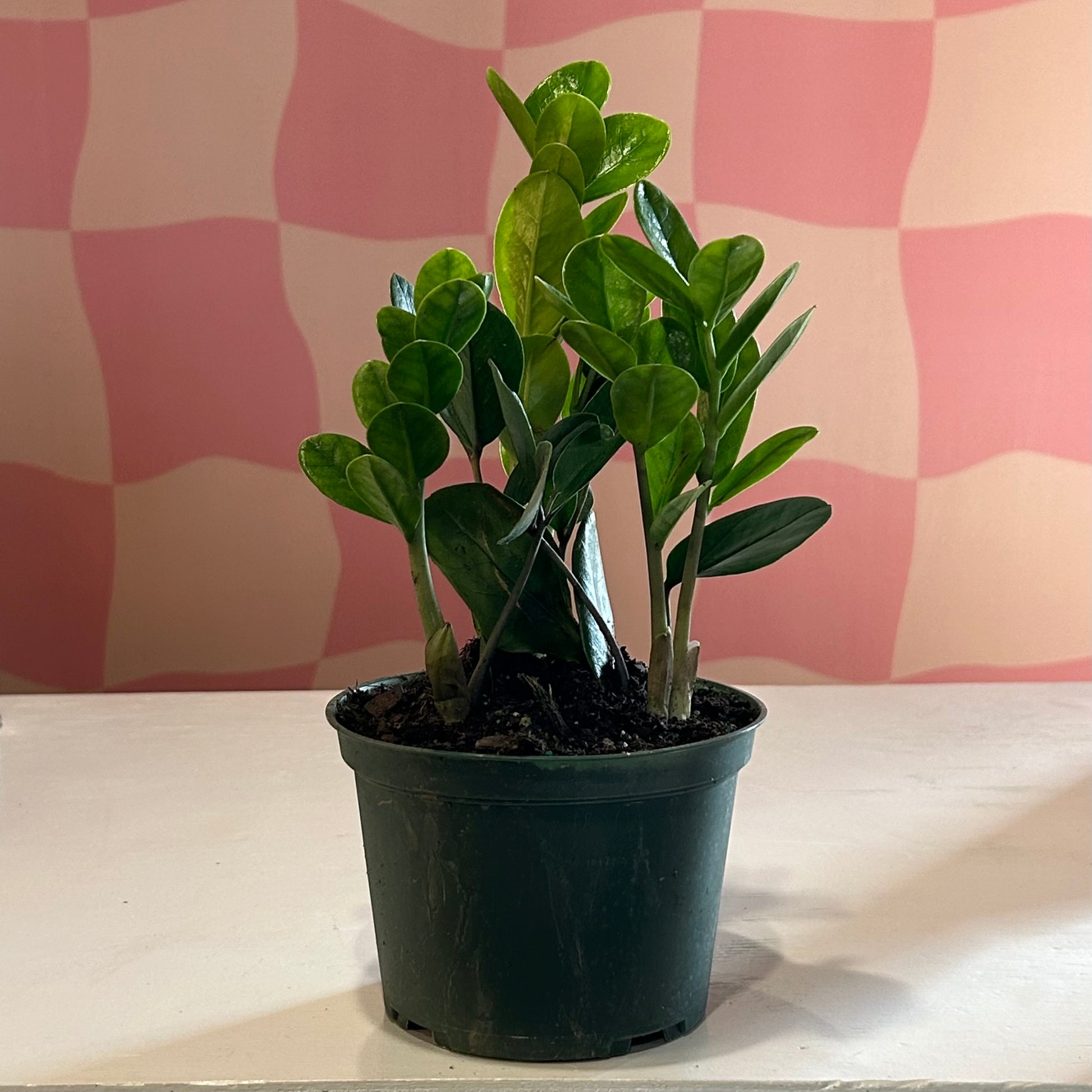 is zz plant lucky 6” ZZ Plant Lucky – Read & Rooted