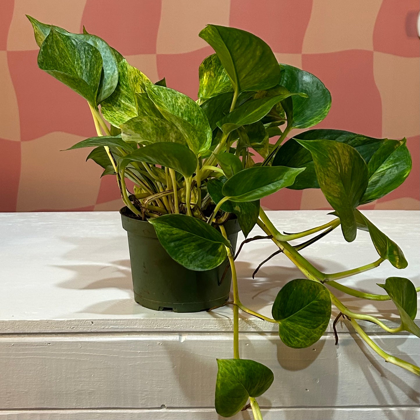 6” Golden Pothos