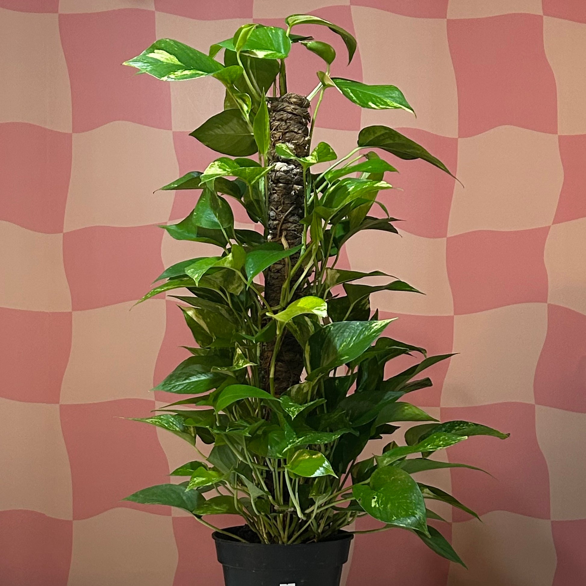 pothos on pole 8” Pothos Pole – Read & Rooted