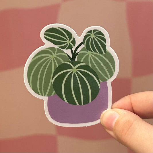 Sticker - Watermelon Peperomia