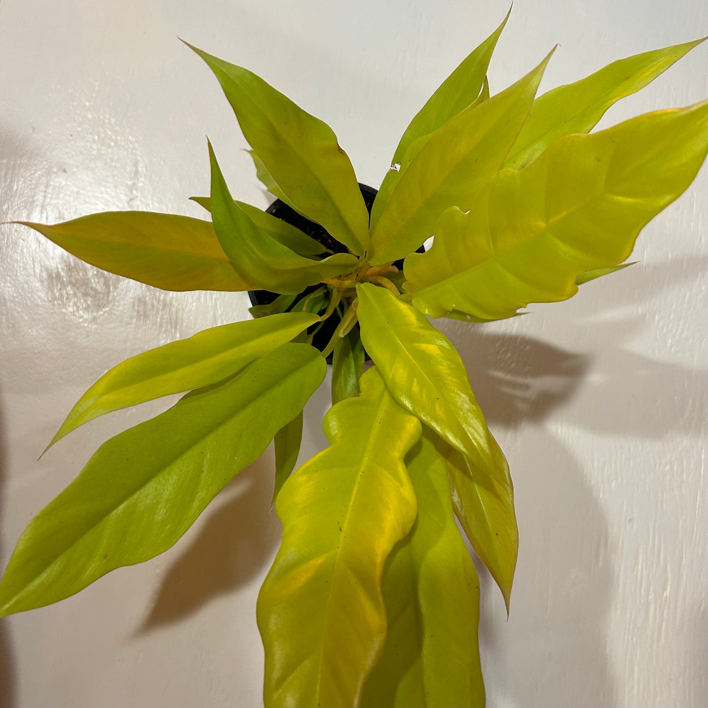 4” Philodendron Golden Crocodile