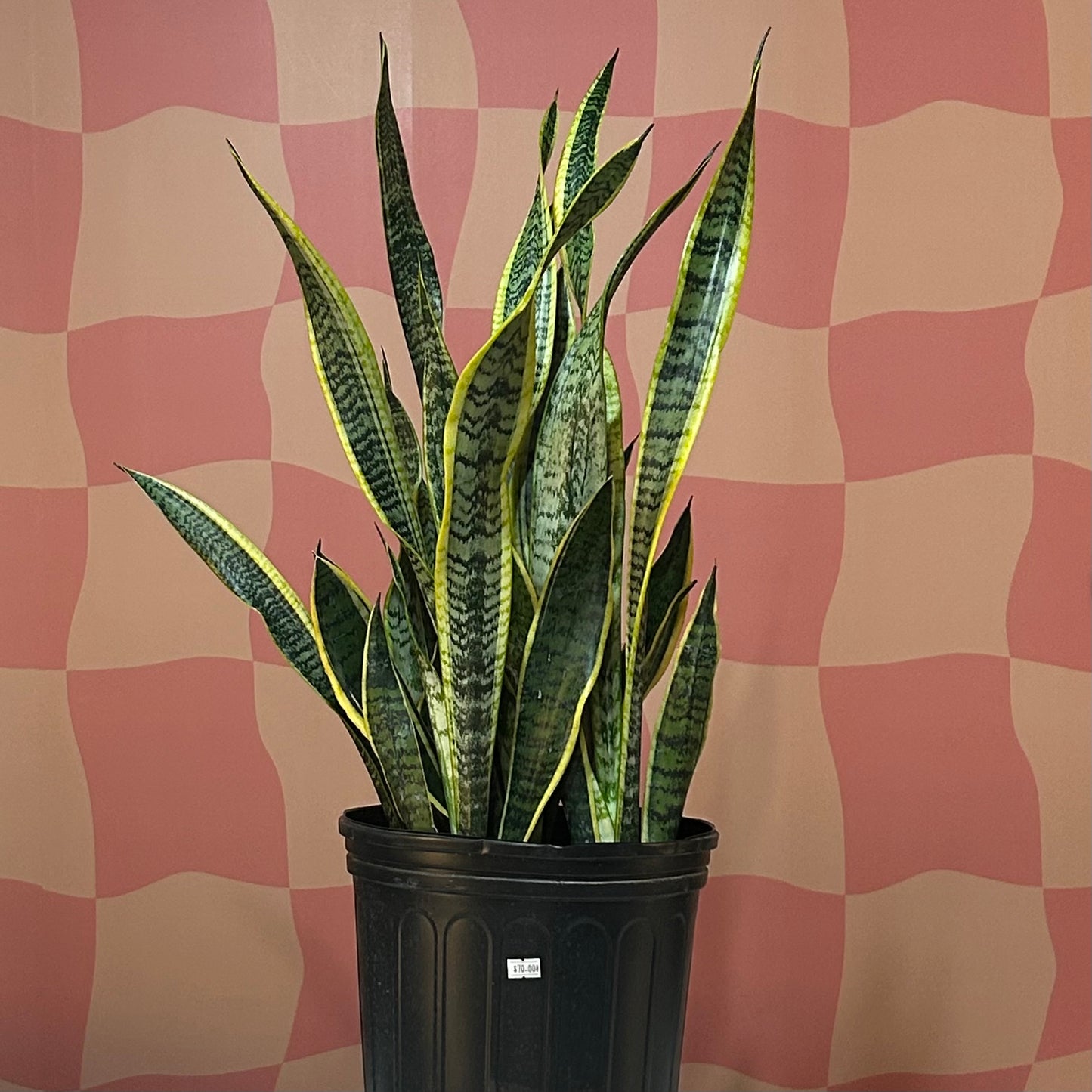 10” Snake Plant Laurentii