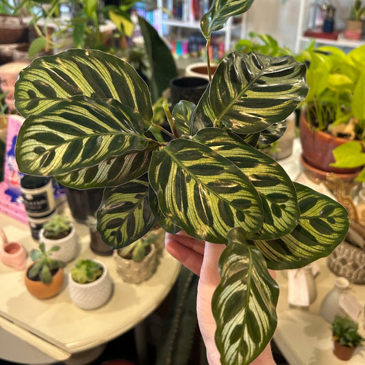 4" Calathea Makoyana