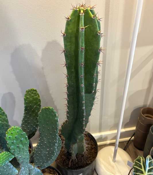 10" Cactus Peru