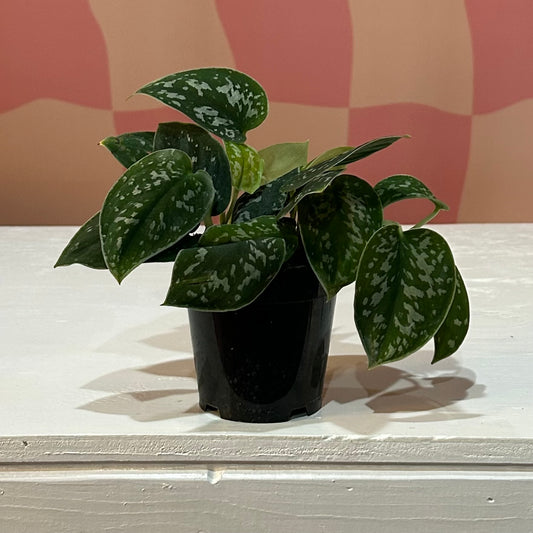 4” Satin Pothos (Scindapsus Pictus)