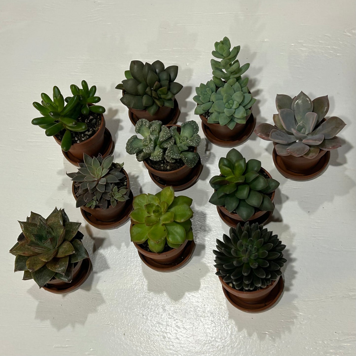 1” Succulent Assortment