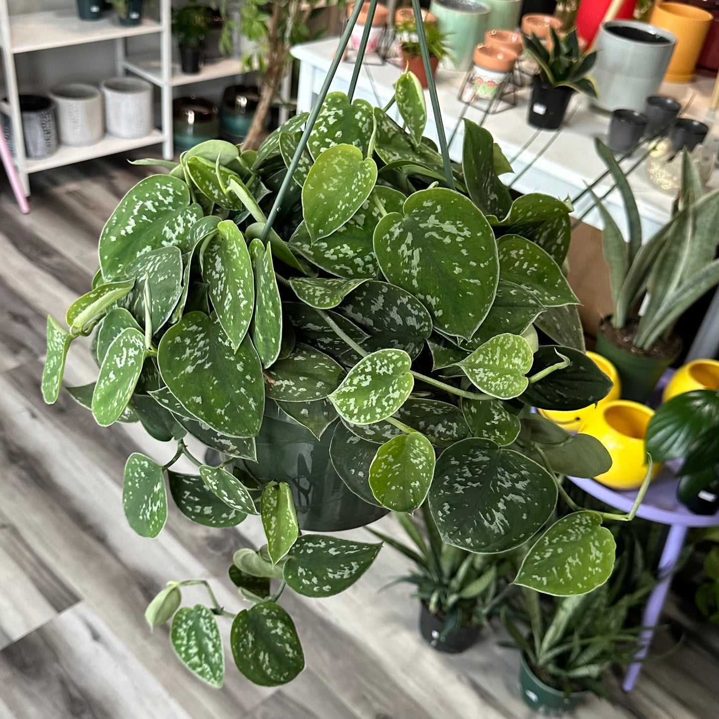 8” Satin Pothos HB (Scindapsus Pictus)