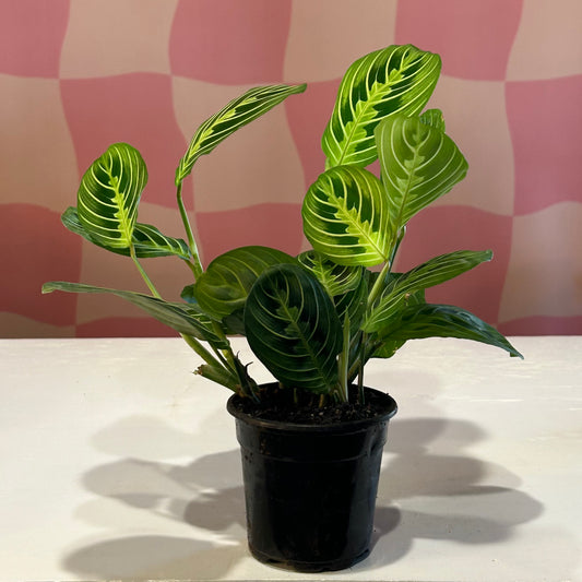 4" Maranta Lemon