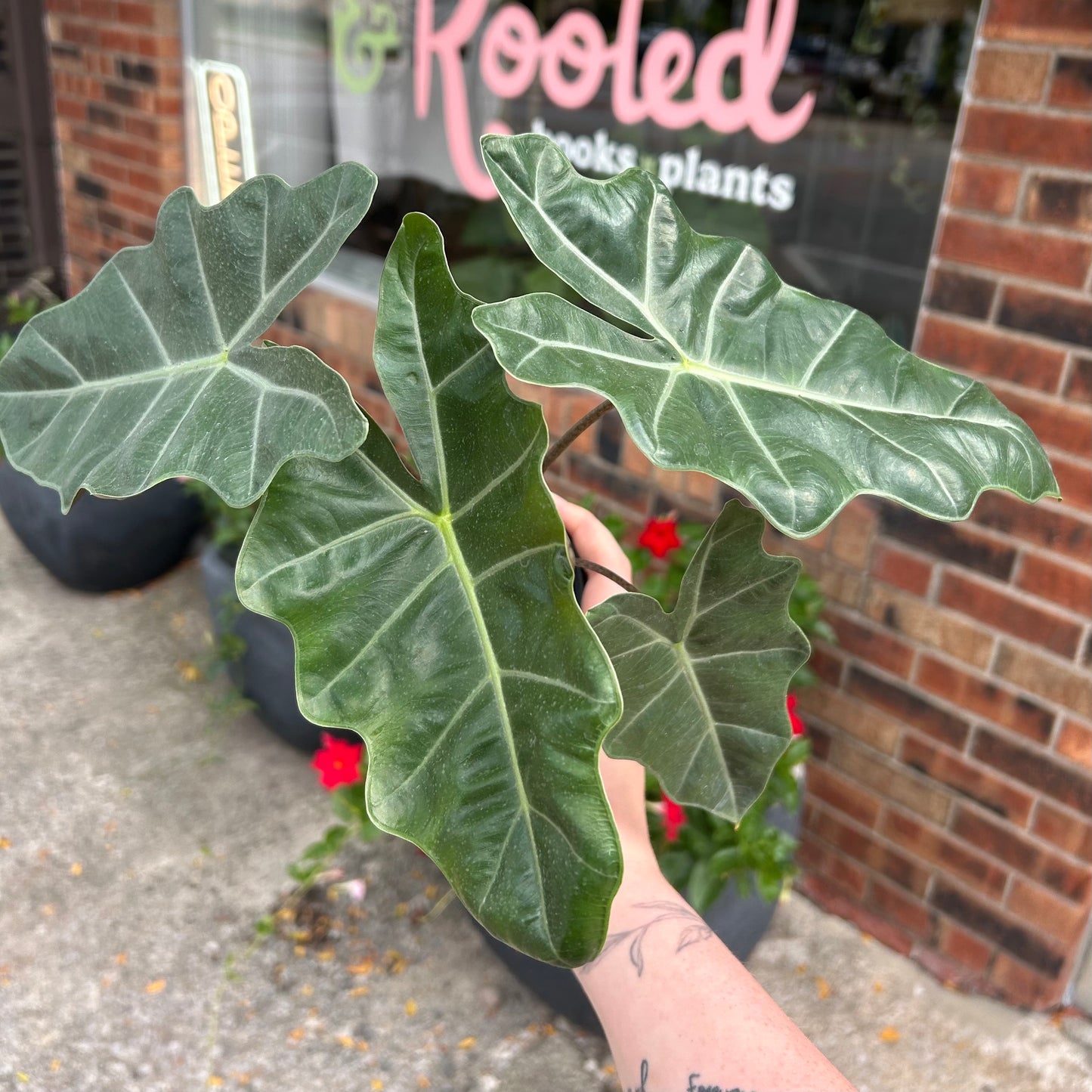 4" Alocasia Sanderiana