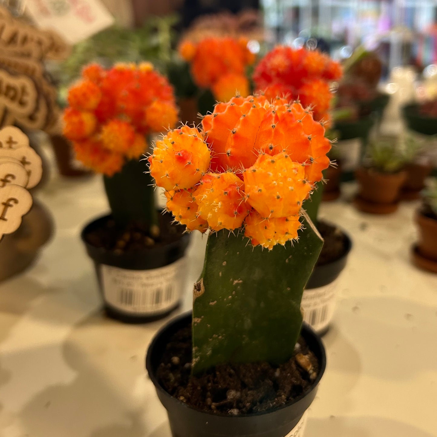 2" Cactus Grafted Color