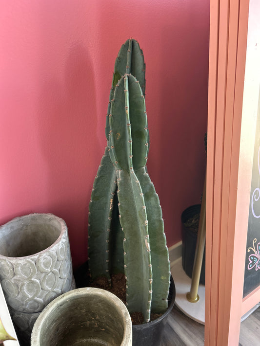 10" Cactus Peru (Double Stem)