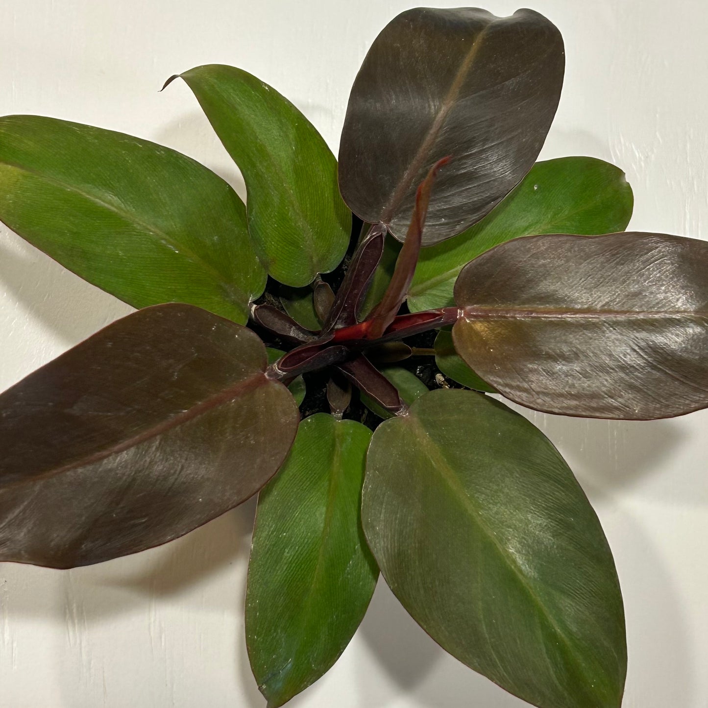 4” Philodendron Sun Red