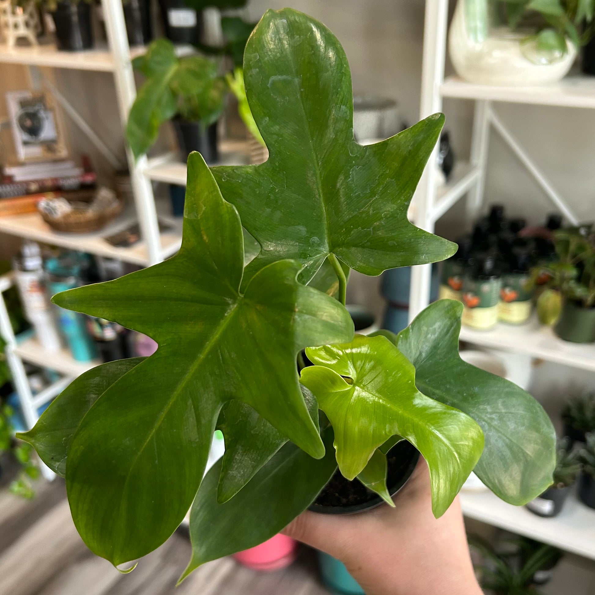 philodendron panduriforme fiddle leaf 4” Philodendron Panduriforme – Read & Rooted