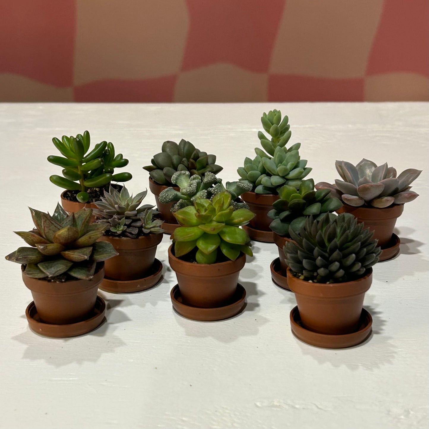 1” Succulent Assortment