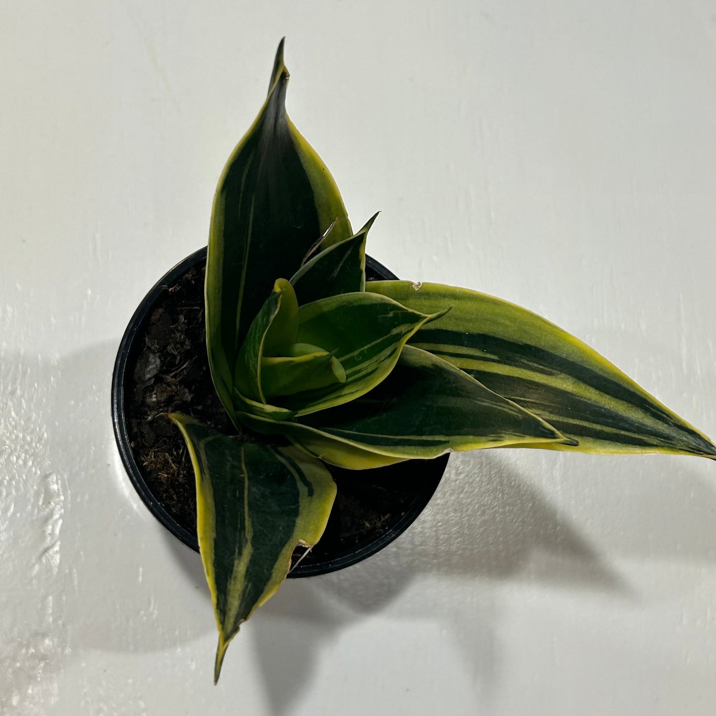 4” Snake Plant Golden Flame