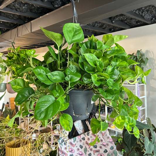 8” Global Green Pothos HB