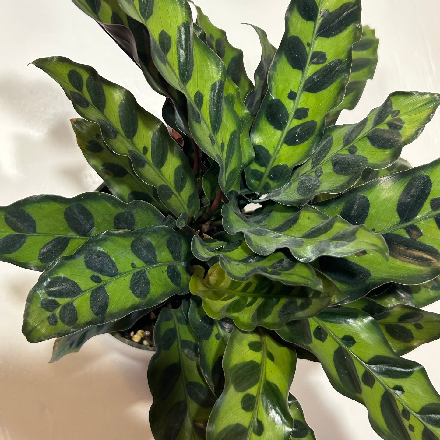 4” Calathea Lancifolia