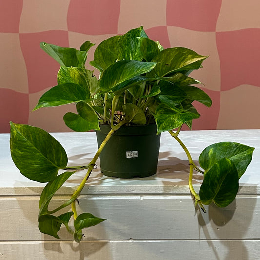 6” Sun Queen Pothos