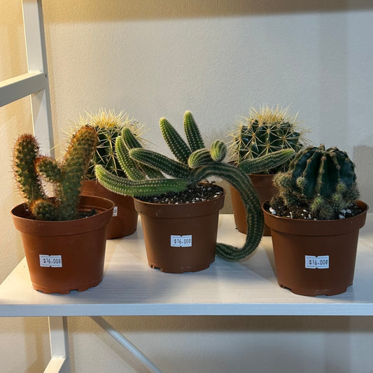 4” Cactus Assortment